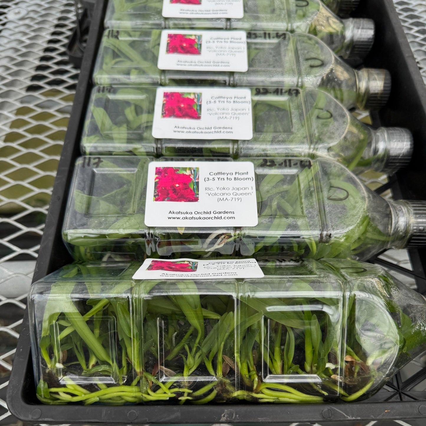 Rlc. Yoko Japan 1 'Volcano Queen' FLASK (Cattleya Clone)