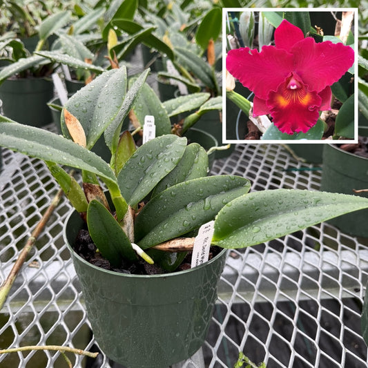 Rlc. David Wynn Miller 'Volcano Beauty' (5.5" Pot) - Not Blooming