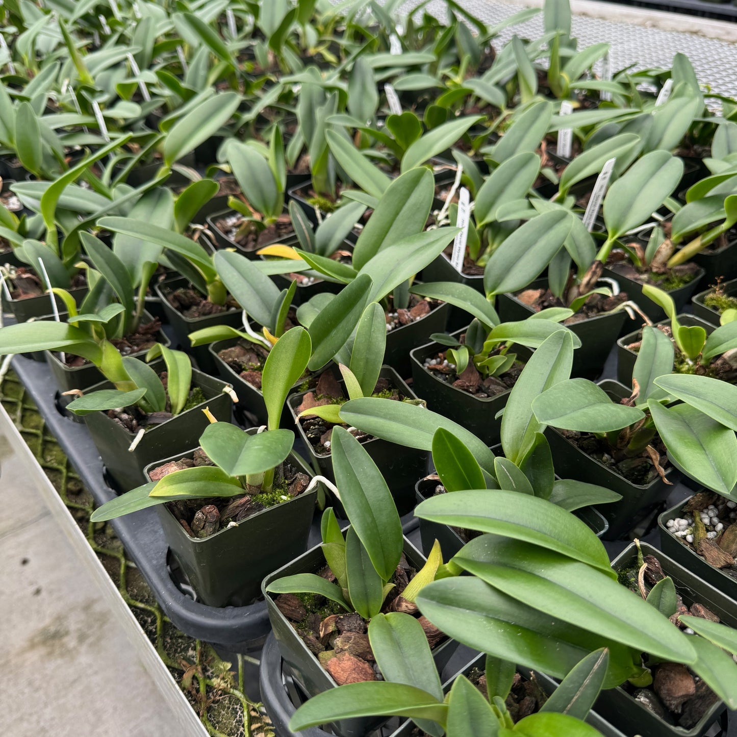Rlc. David Wynn Miller 'Volcano Beauty' (Starter- 2.75" Pot)
