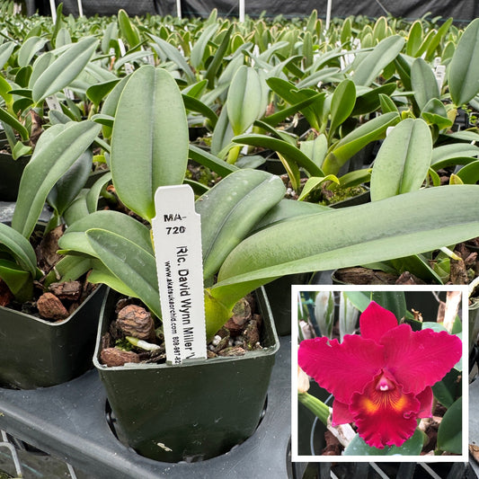 Rlc. David Wynn Miller 'Volcano Beauty' (Starter- 2.75" Pot)