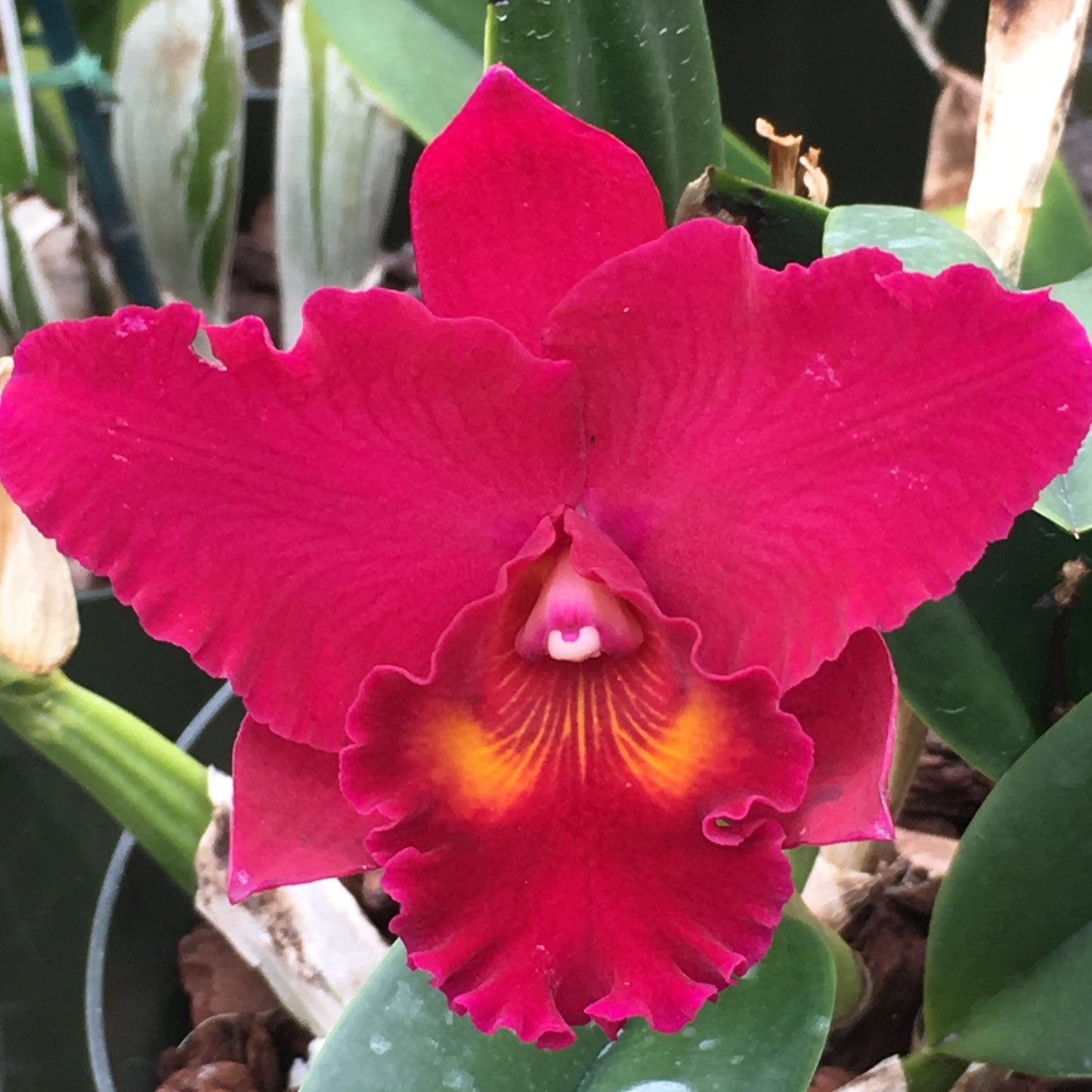Rlc. David Wynn Miller 'Volcano Beauty' (5.5" Pot) - Not Blooming
