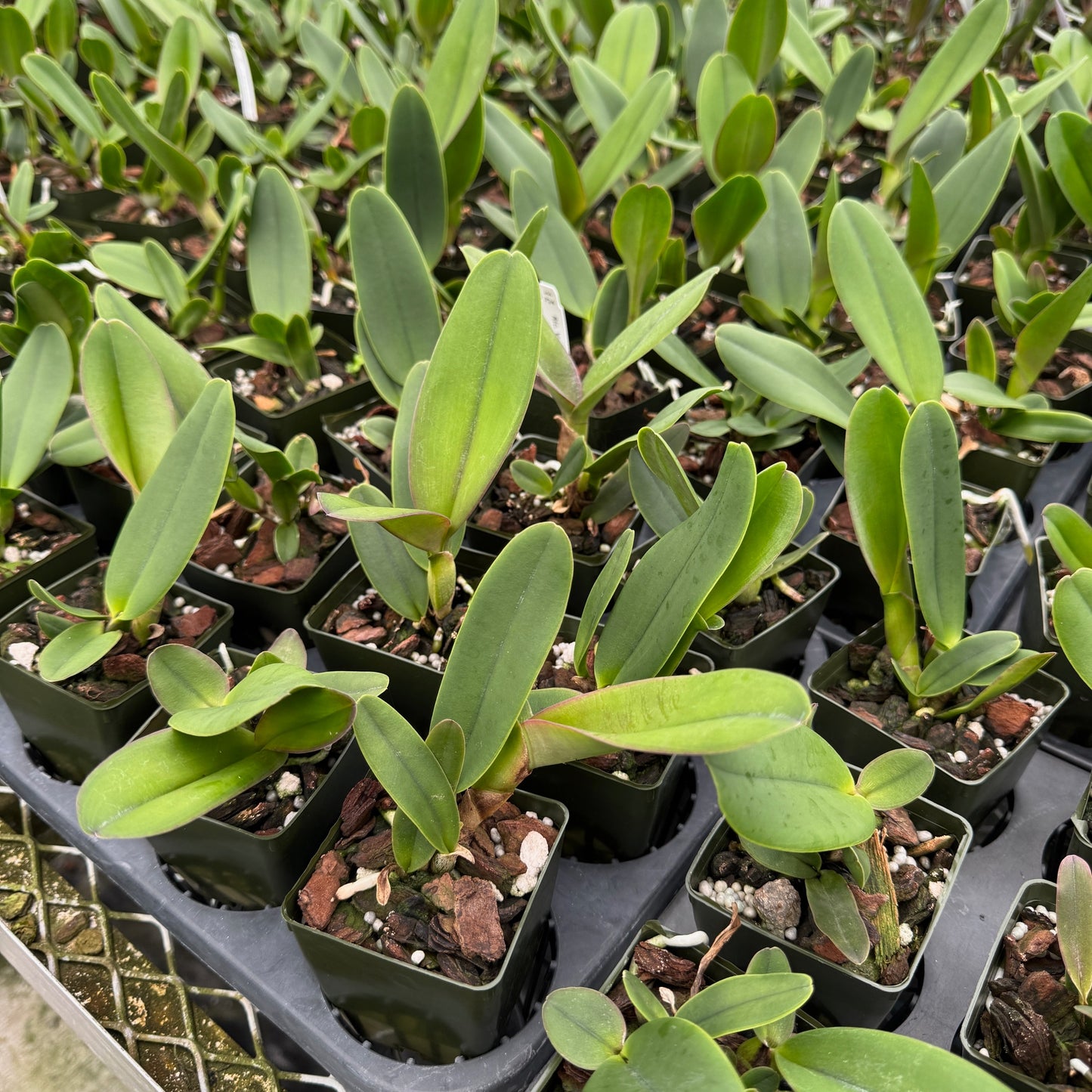 Rlc. Volcano Lovely 'Volcano Queen' (Starter-2.75" Pot)