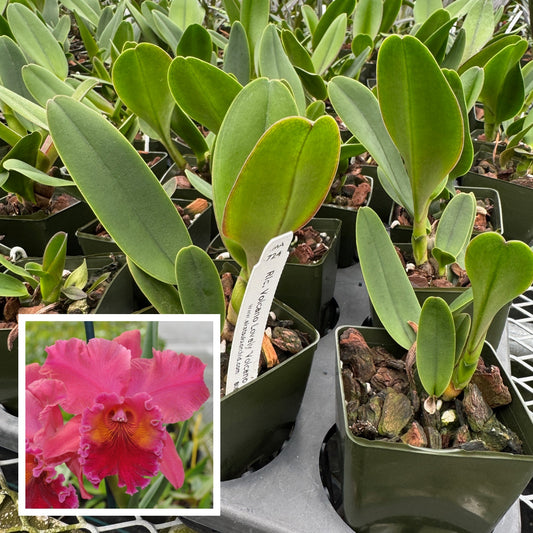 Rlc. Volcano Lovely 'Volcano Queen' (Starter-2.75" Pot)