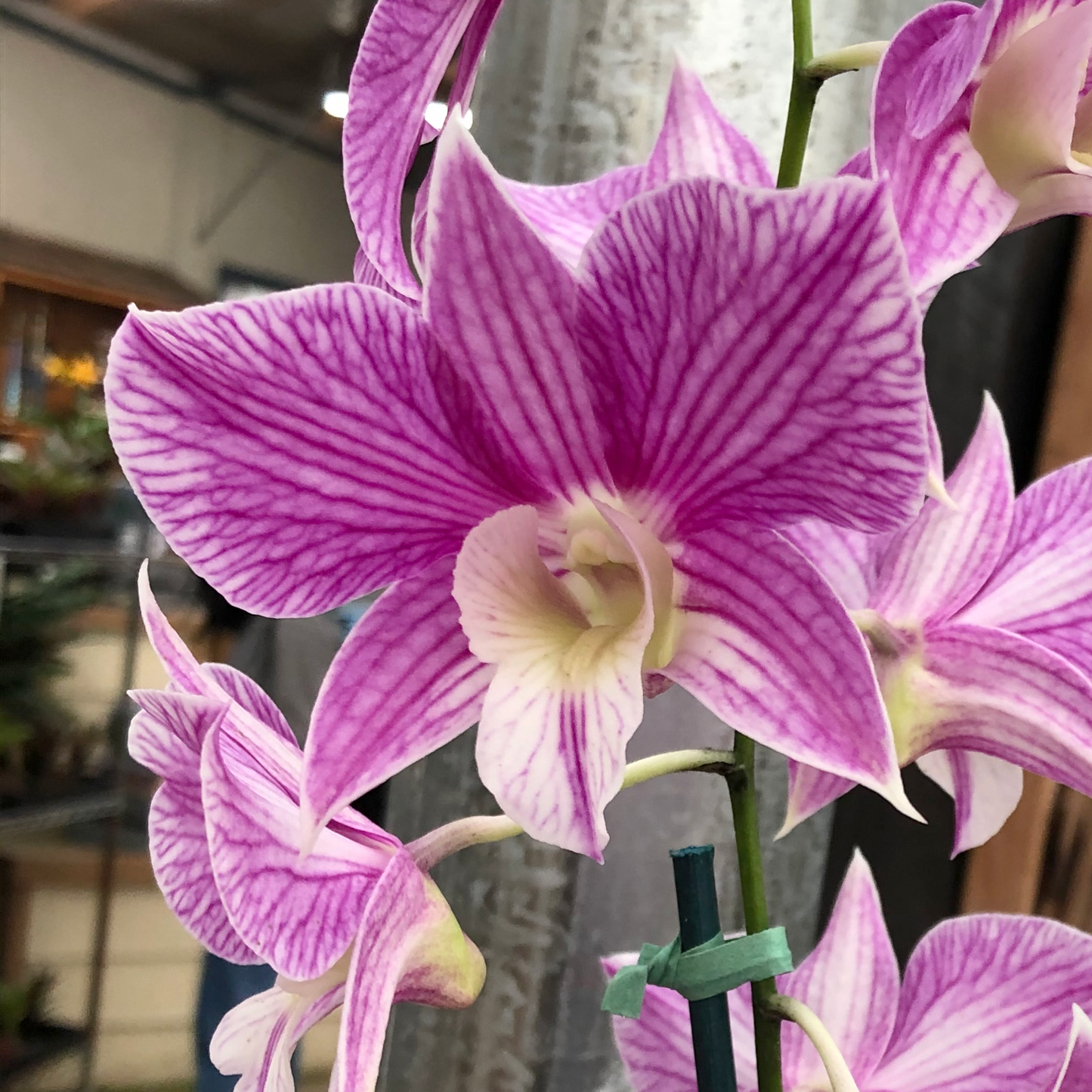 Den. Hawaii Stripes 'Volcano Queen' (4" Pot) - Not Blooming