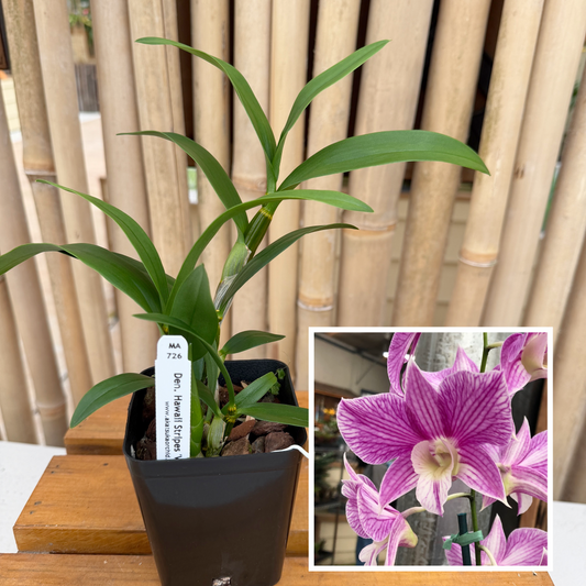 Den. Hawaii Stripes 'Volcano Queen' (4" Pot) - Not Blooming