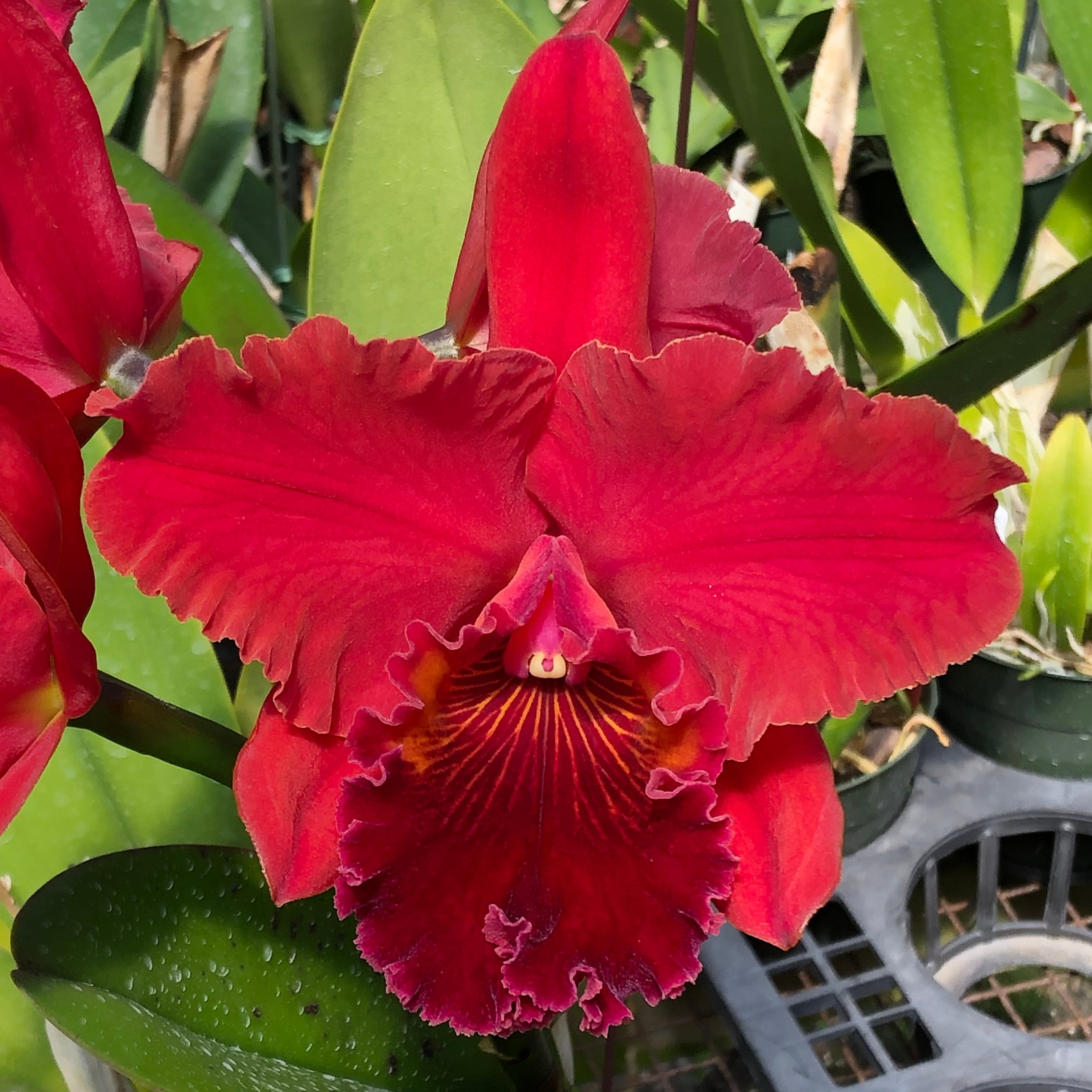 Rlc. Terumi Kaneko 'Volcano Red' (Starter- 2.75