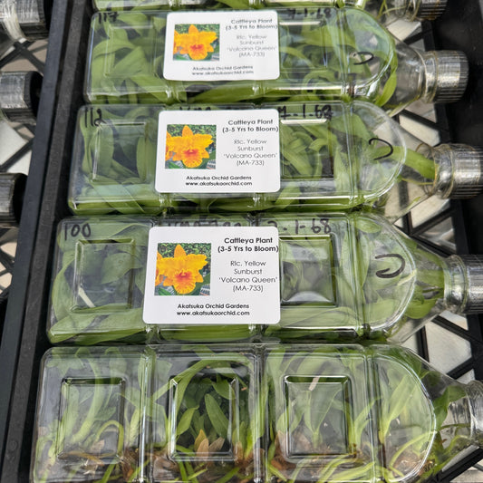 Rlc. Yellow Sunburst 'Volcano Queen' FLASK (Cattleya Clone)