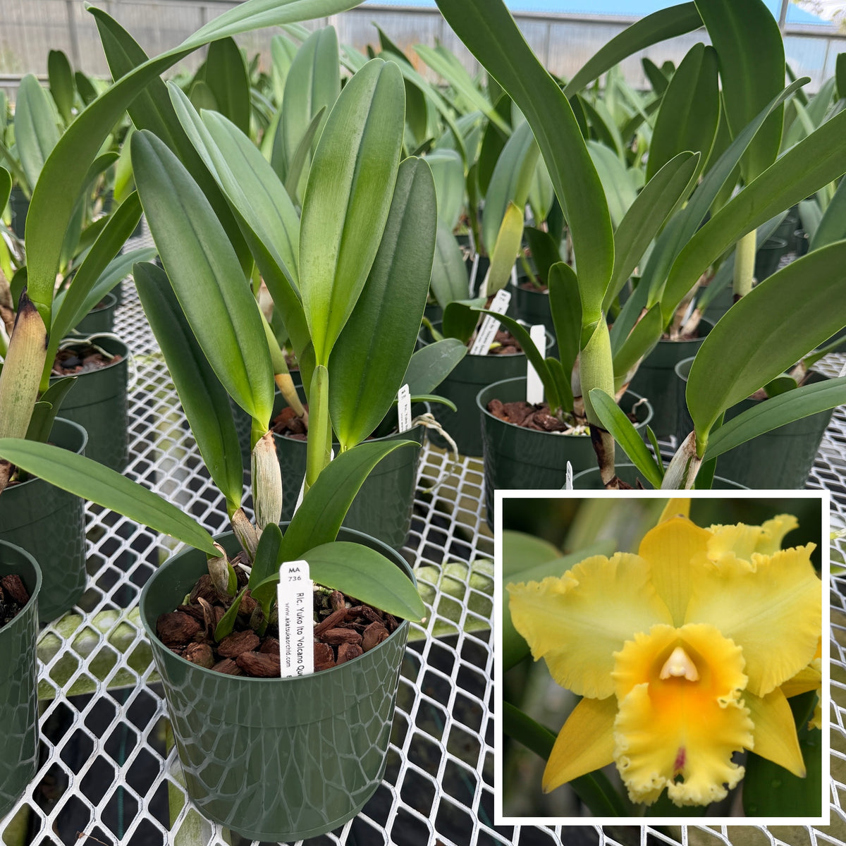 Rlc. Yuko Ito 'Volcano Queen' (5.5" Pot) - Not Blooming