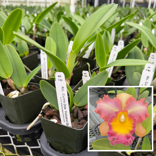 Rlc. Curtis Oda 'Volcano Queen' (Starter-2.75" Pot)