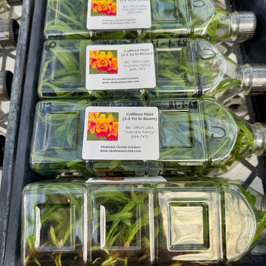 Rlc. Stitch Labs 'Volcano Fancy' FLASK (Cattleya Clone)