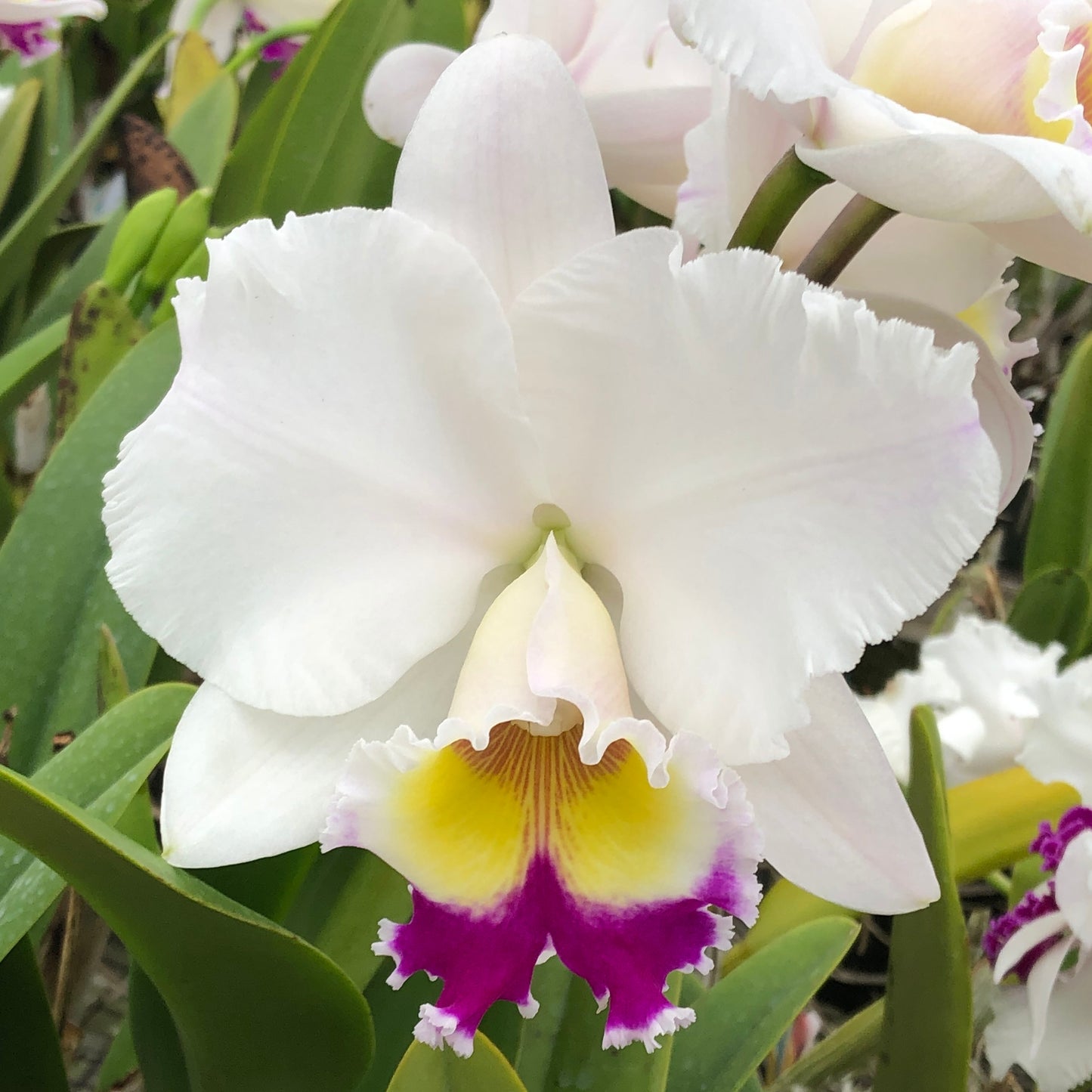 Rlc. Graceful Beauty 'Volcano Queen' FLASK (Cattleya Clone)