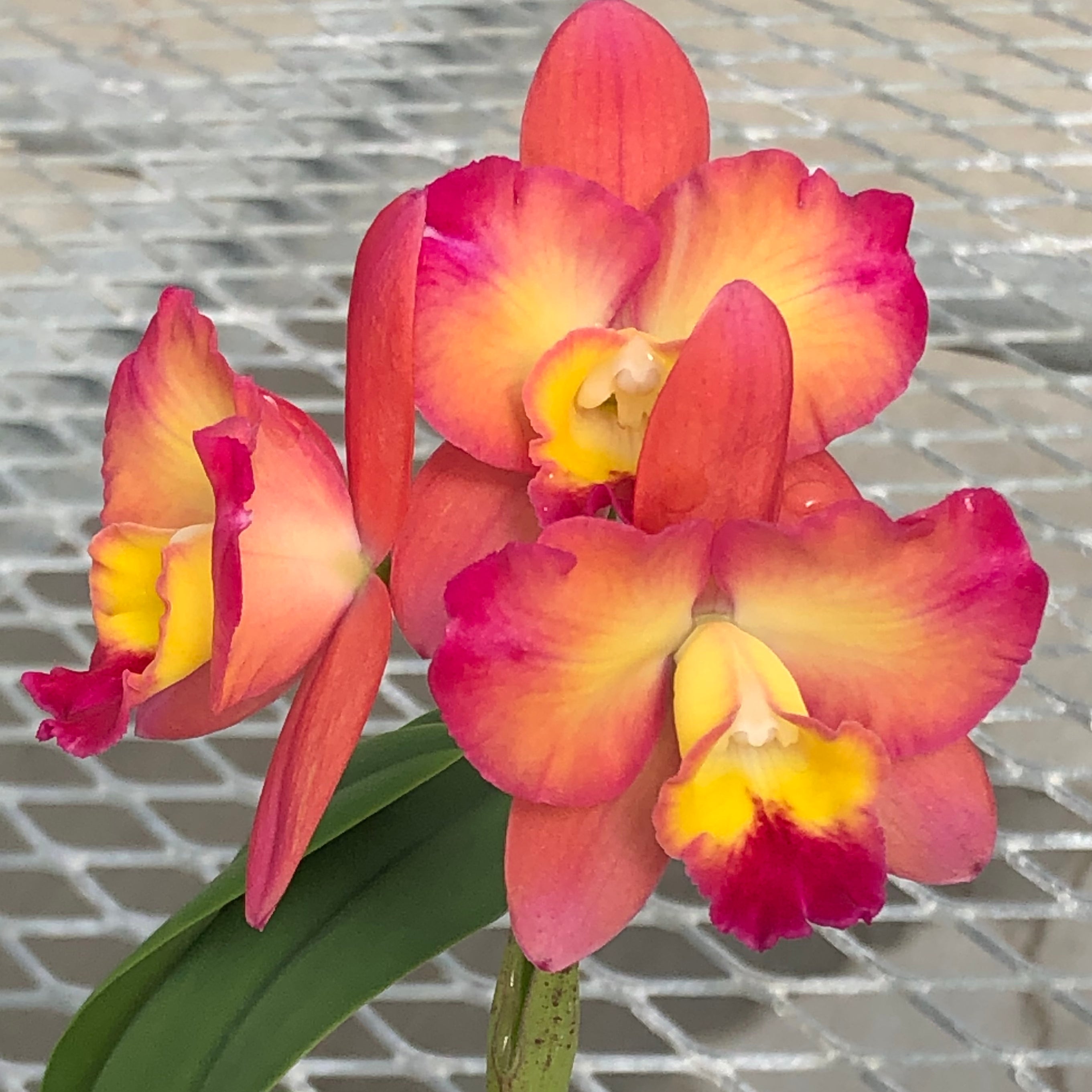 花 makocyan Rth. Kensie Kira 'Volcano Queen' FLASK (Cattleya Clone) – Akatsuka