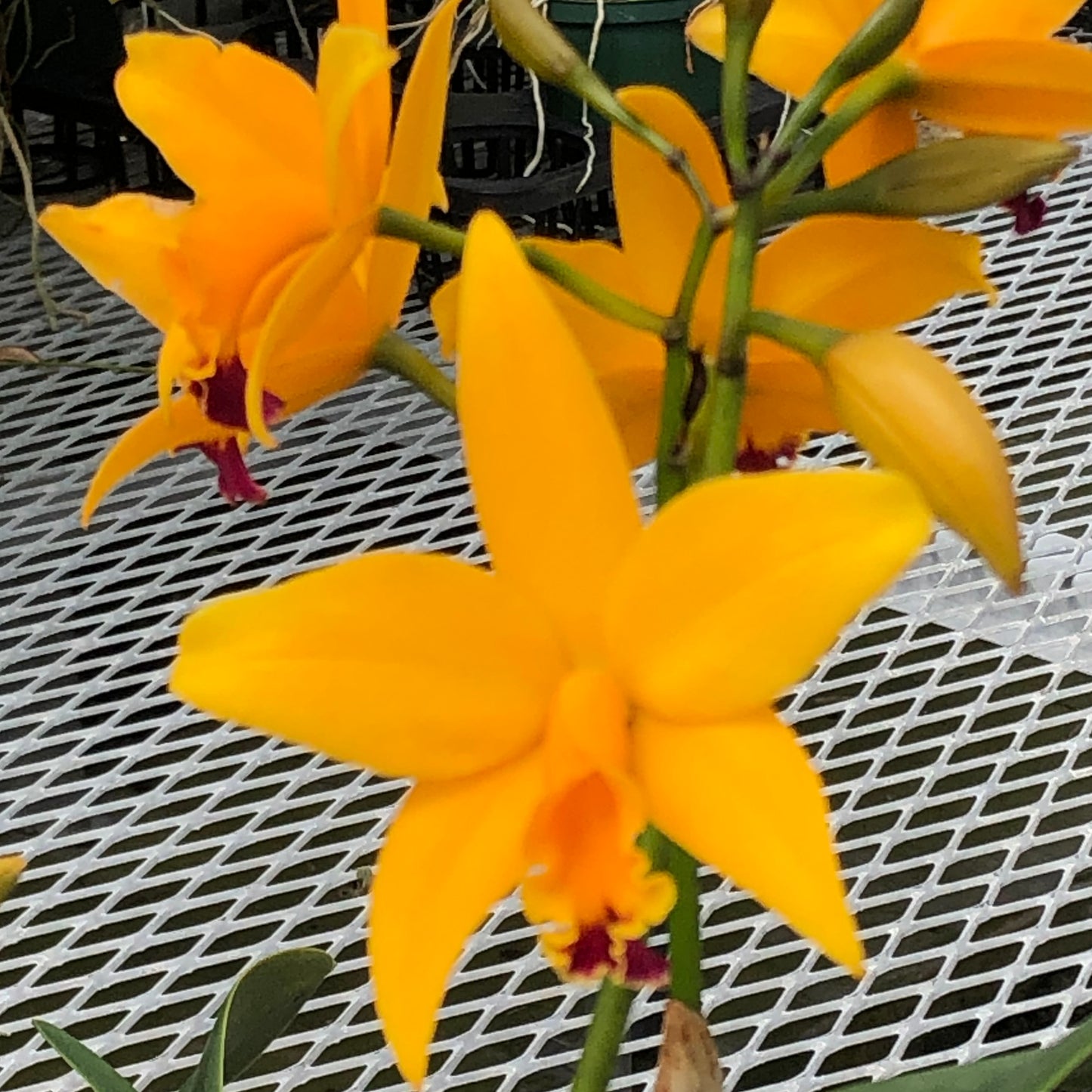 Rth. True Sunshine 'Volcano Queen' FLASK (Cattleya Clone)