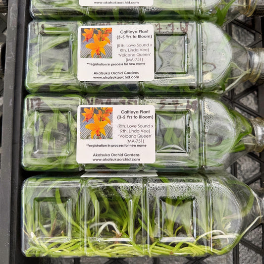 Rth. True Sunshine 'Volcano Queen' FLASK (Cattleya Clone)