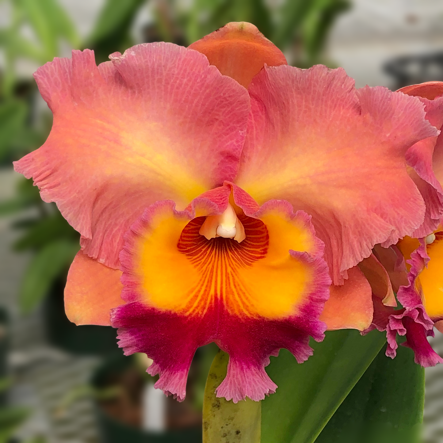 Rlc. Lori's Sharon 'Volcano Queen' FLASK (Clone)