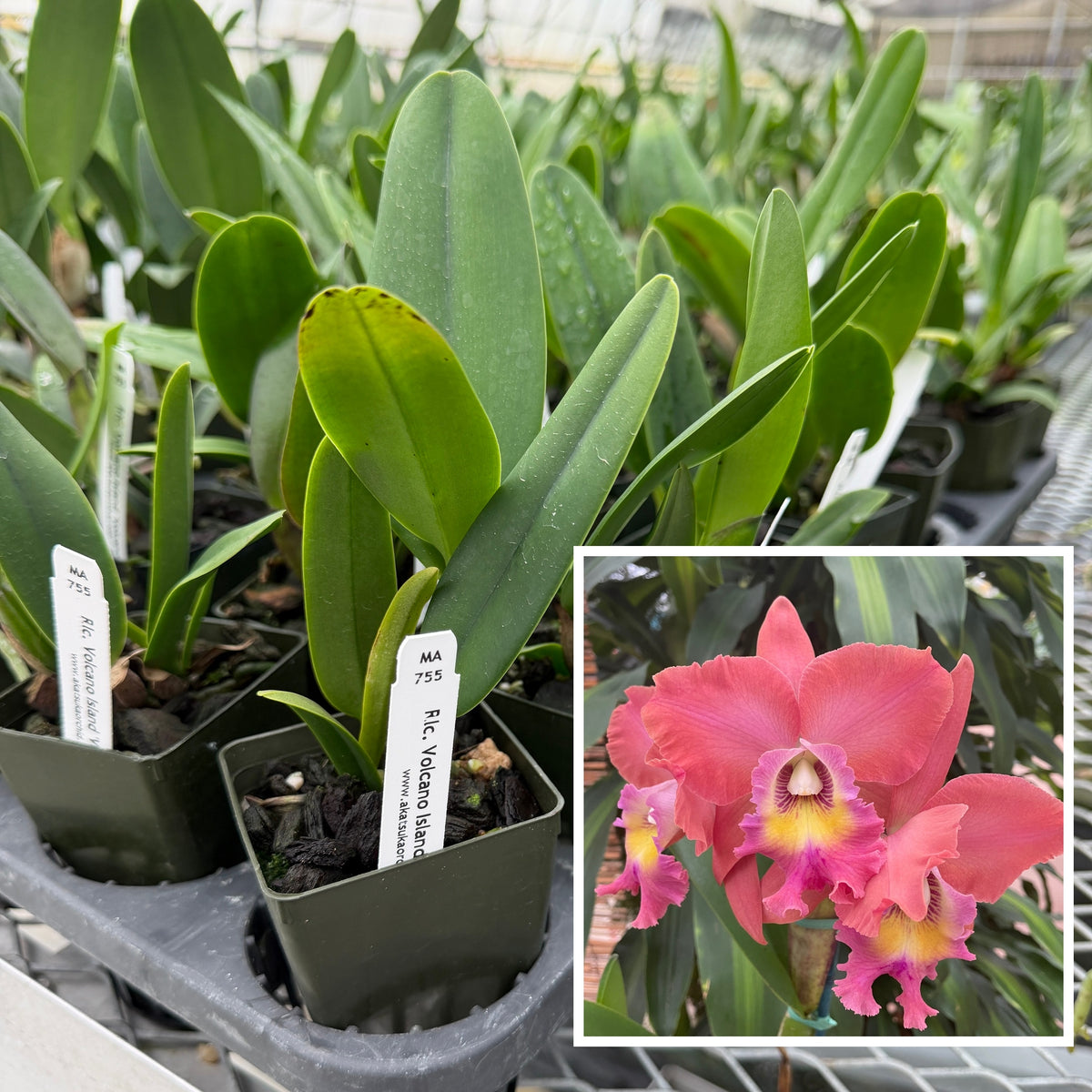 Rlc. Volcano Island 'Volcano Queen' (Starter-2.75" Pot)