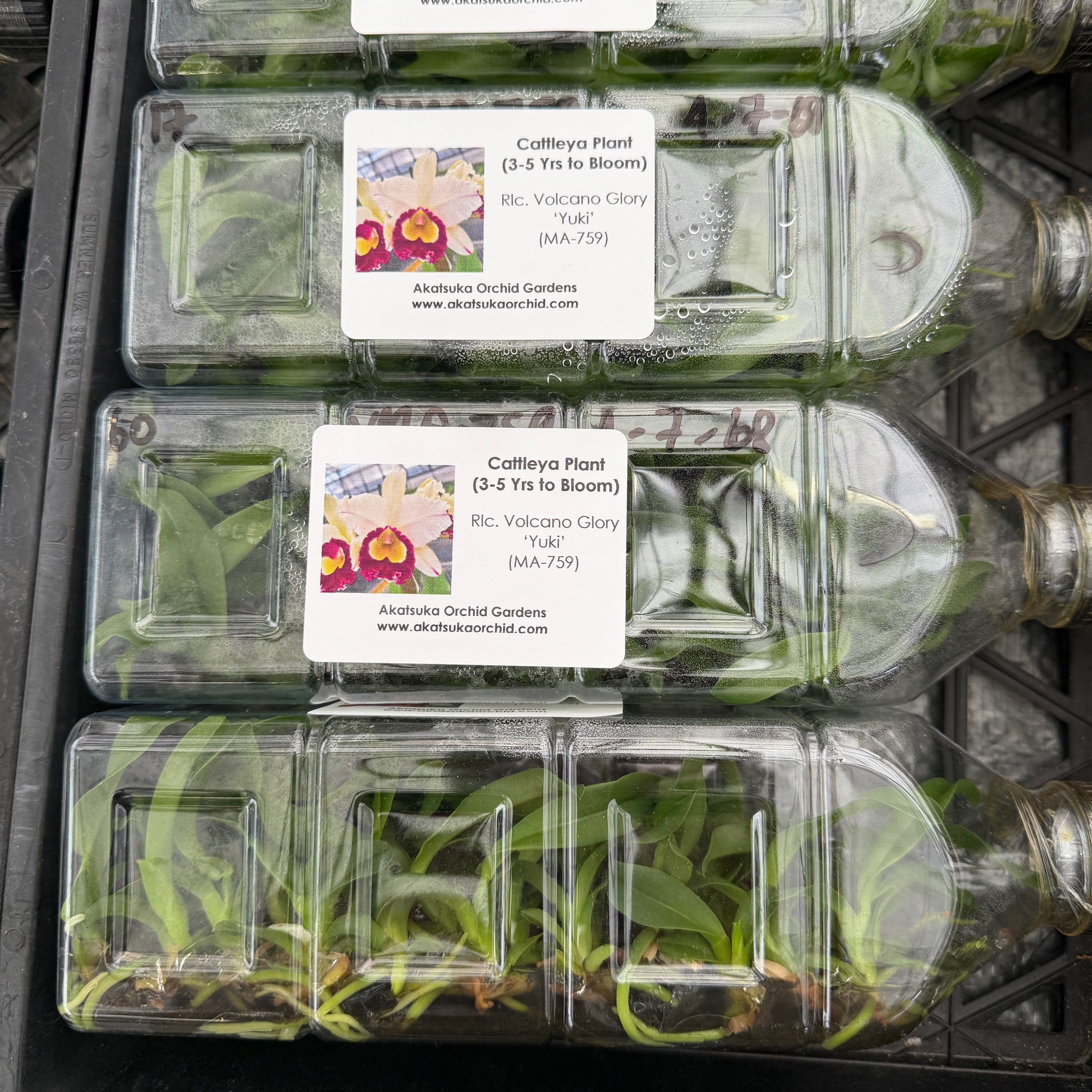 All Plants – Page 9 – Akatsuka Orchid Gardens