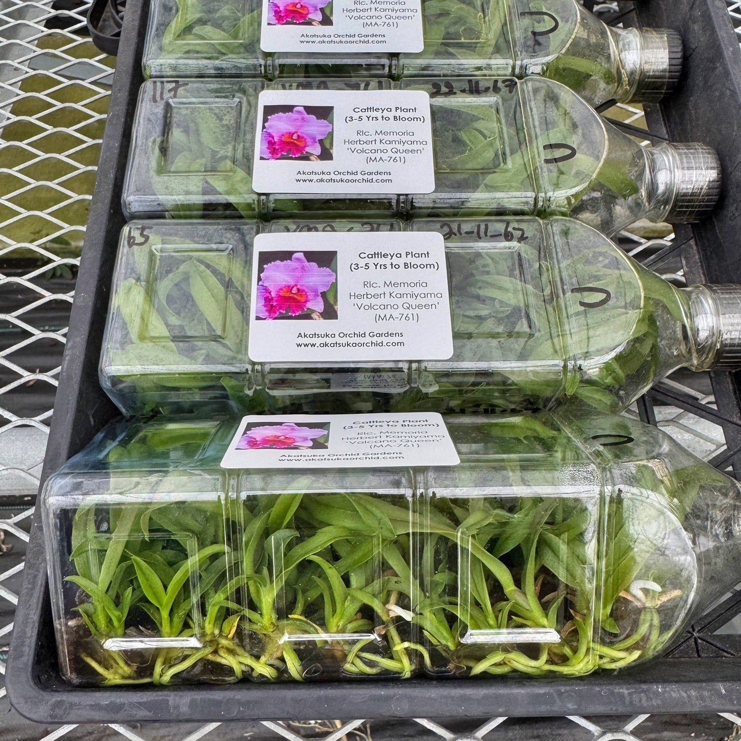 Rlc. Memoria Herbert Kamiyama 'Volcano Queen' FLASK (Cattleya Clone)