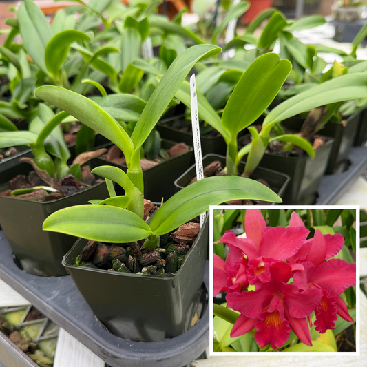 Ctt. Jewel Box 'Scheherazade' AM/AOS (Starter-2.75" Pot)
