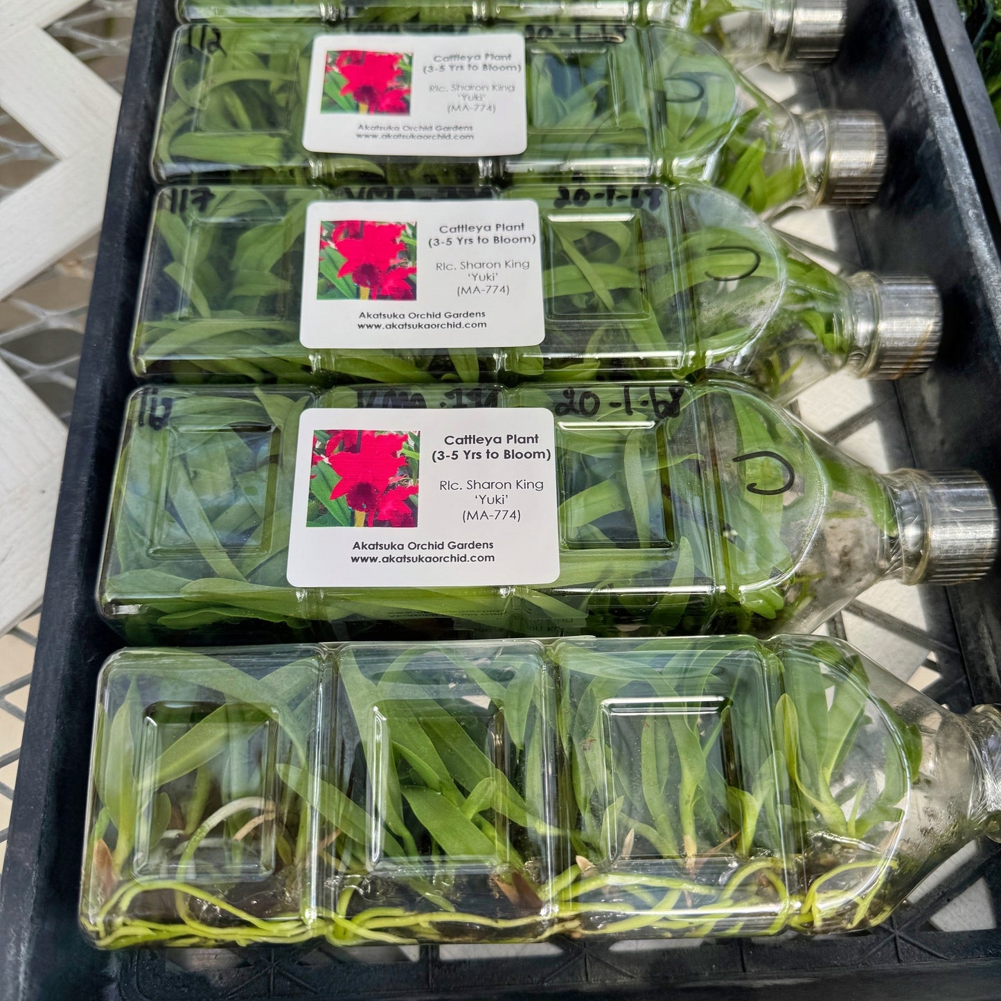 Rlc. Sharon King 'Yuki' FLASK (Cattleya Clone)