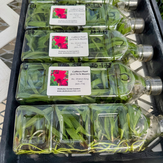 Rlc. Sharon King 'Yuki' FLASK (Cattleya Clone)