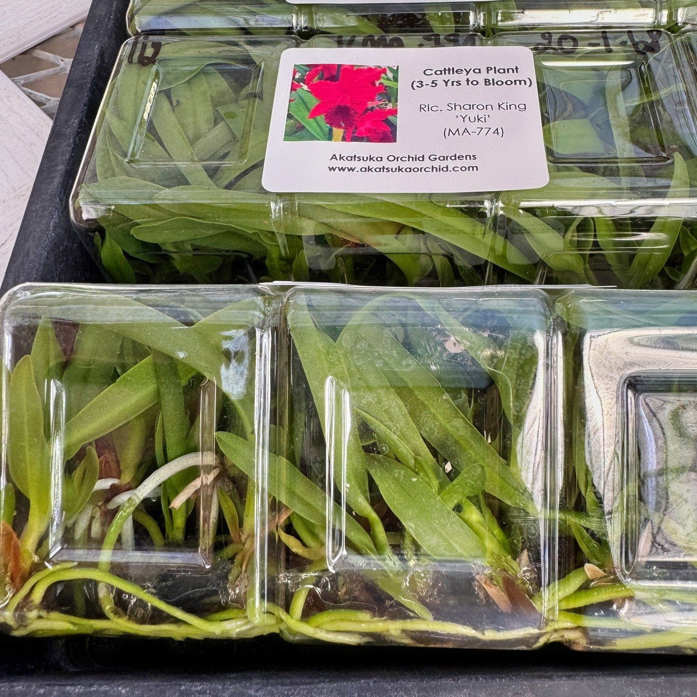 Rlc. Sharon King 'Yuki' FLASK (Cattleya Clone)