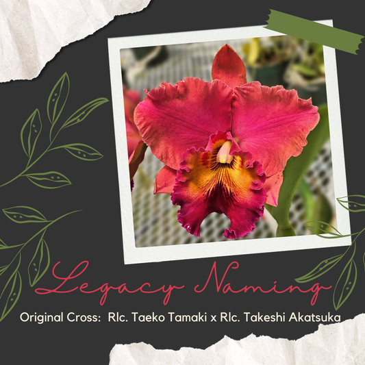 Cattleya Legacy Naming (MA-786)