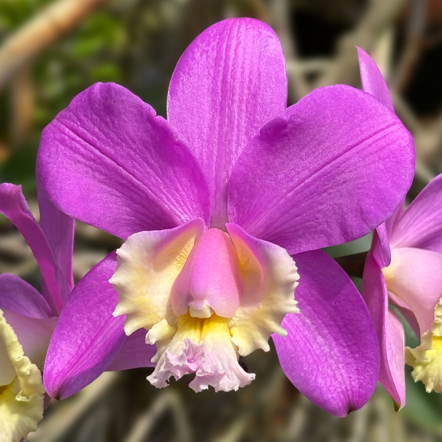 C. harrisoniana 'Volcano Queen' (Clone) FLASK