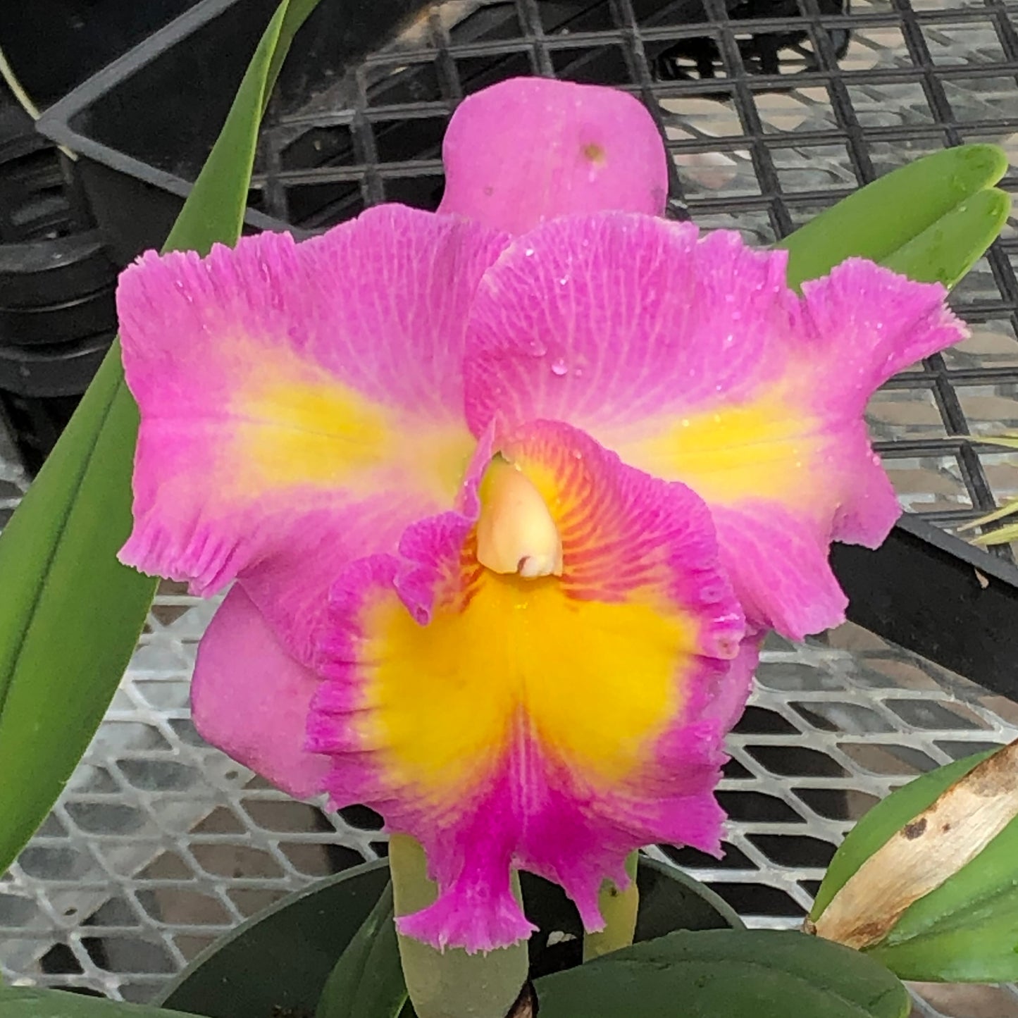 Rlc. Myrna Sudul 'Volcano Queen' FLASK (Cattleya Clone)