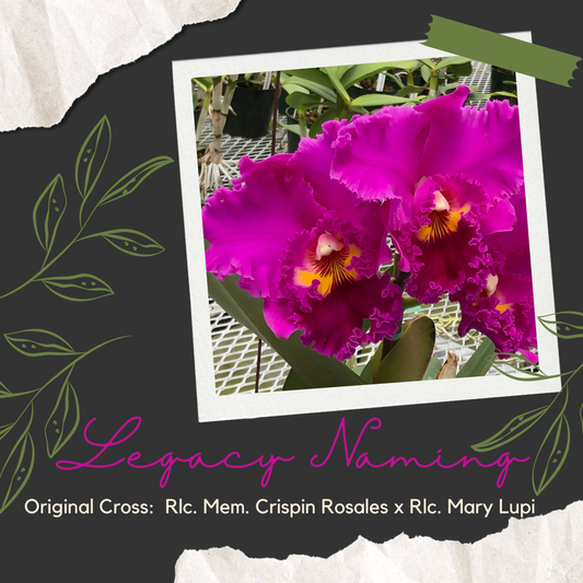 Cattleya Legacy Naming (MA-804)
