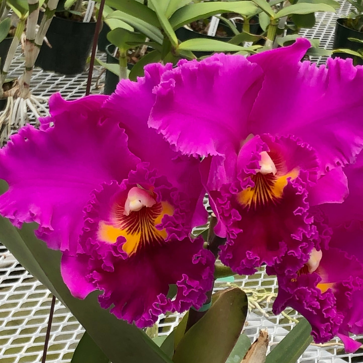 Rlc. Radiant Ember 'Volcano Queen' FLASK (Cattleya Clone)