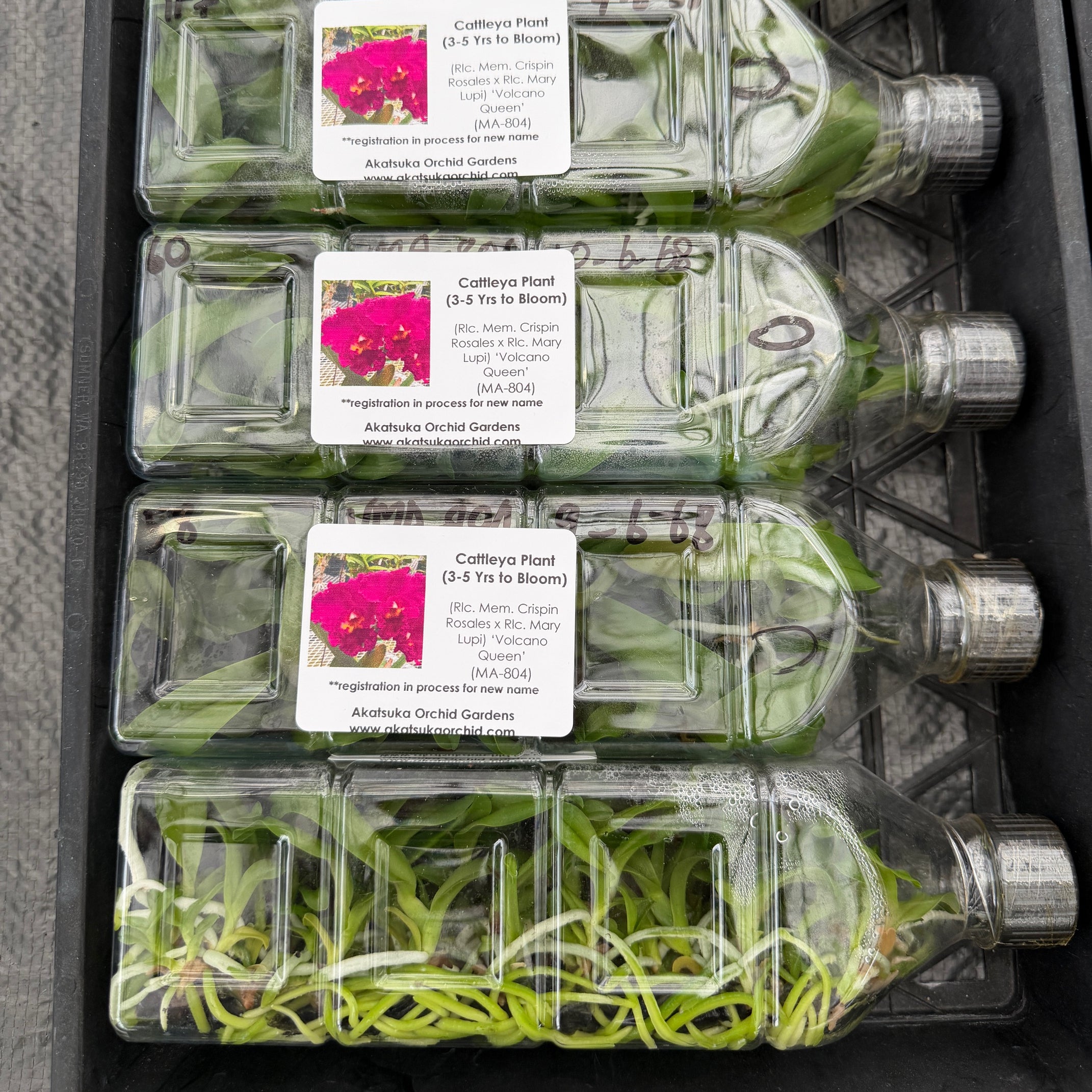 Online Inventory – Page 9 – Akatsuka Orchid Gardens