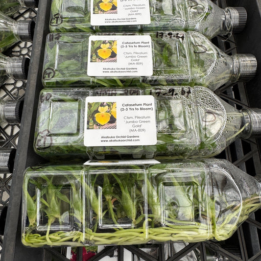 Ctsm. pileatum 'Jumbo Green Gold' FLASK (Clone)