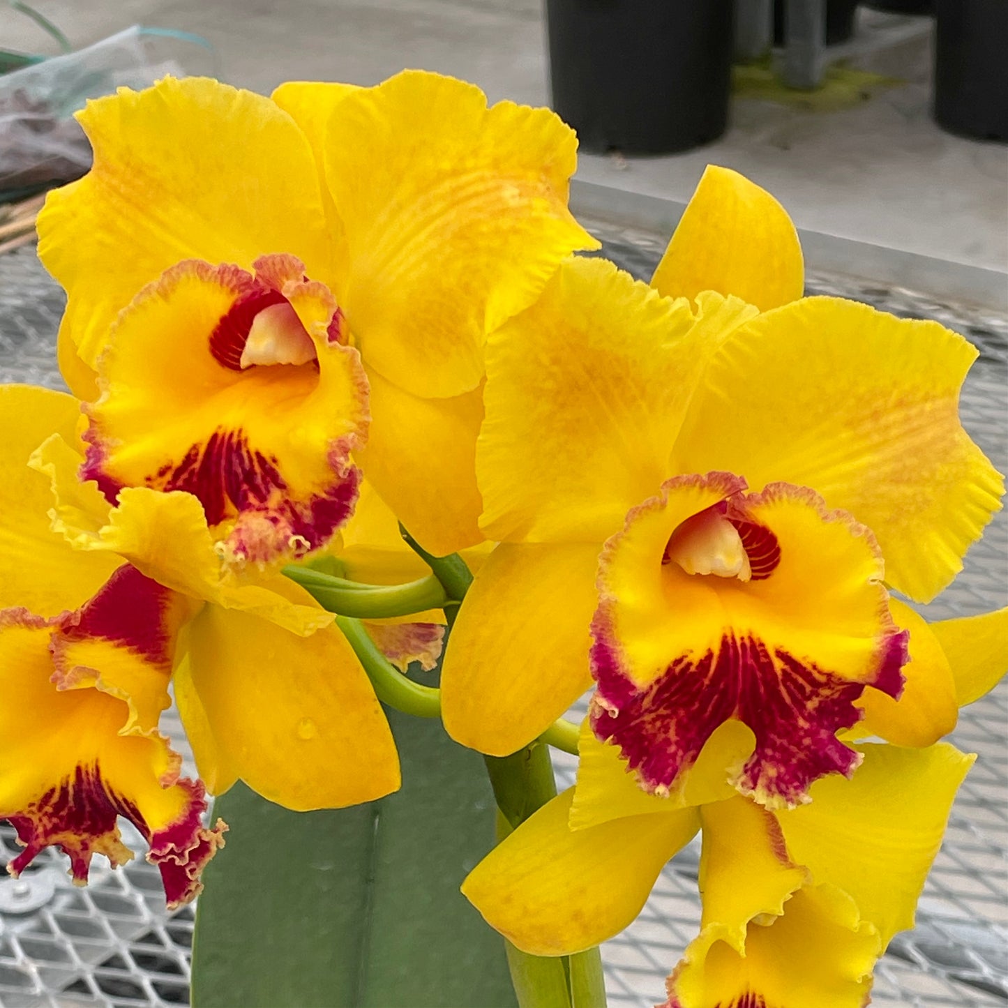 Rlc. Volcano Treasure 'Volcano Queen' FLASK (Clone)