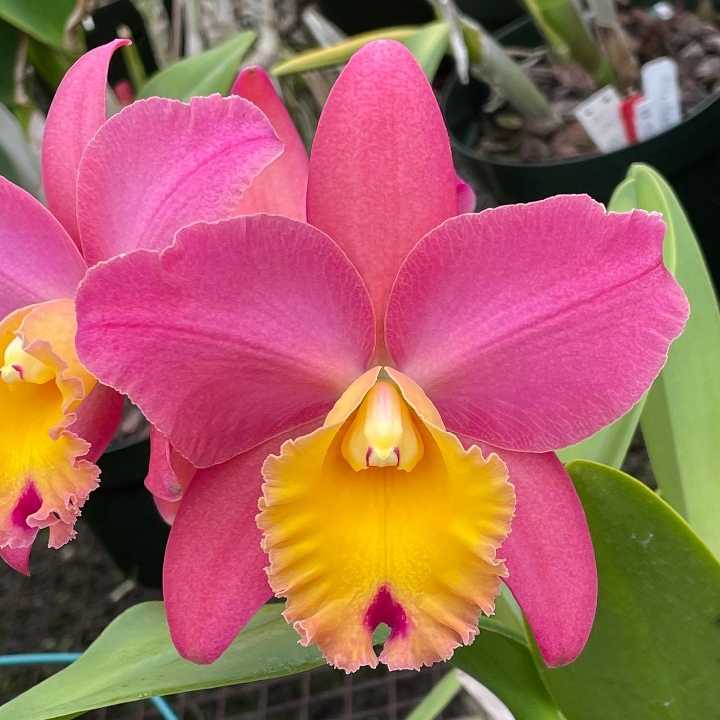 Rlc. Sweet Tropical 'Yuki' FLASK (Clone)