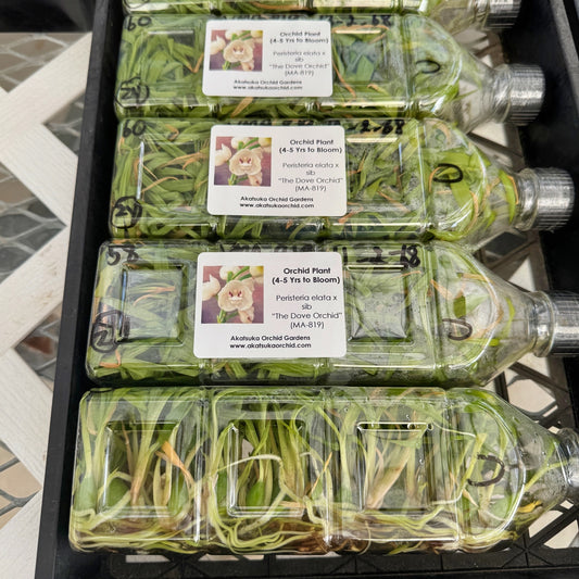 Peristeria elata x sib FLASK (Clone)