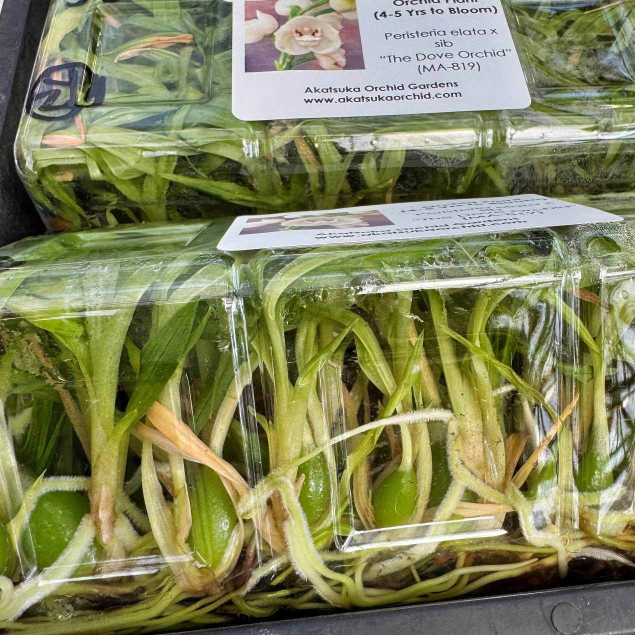 Peristeria elata x sib FLASK (Clone)