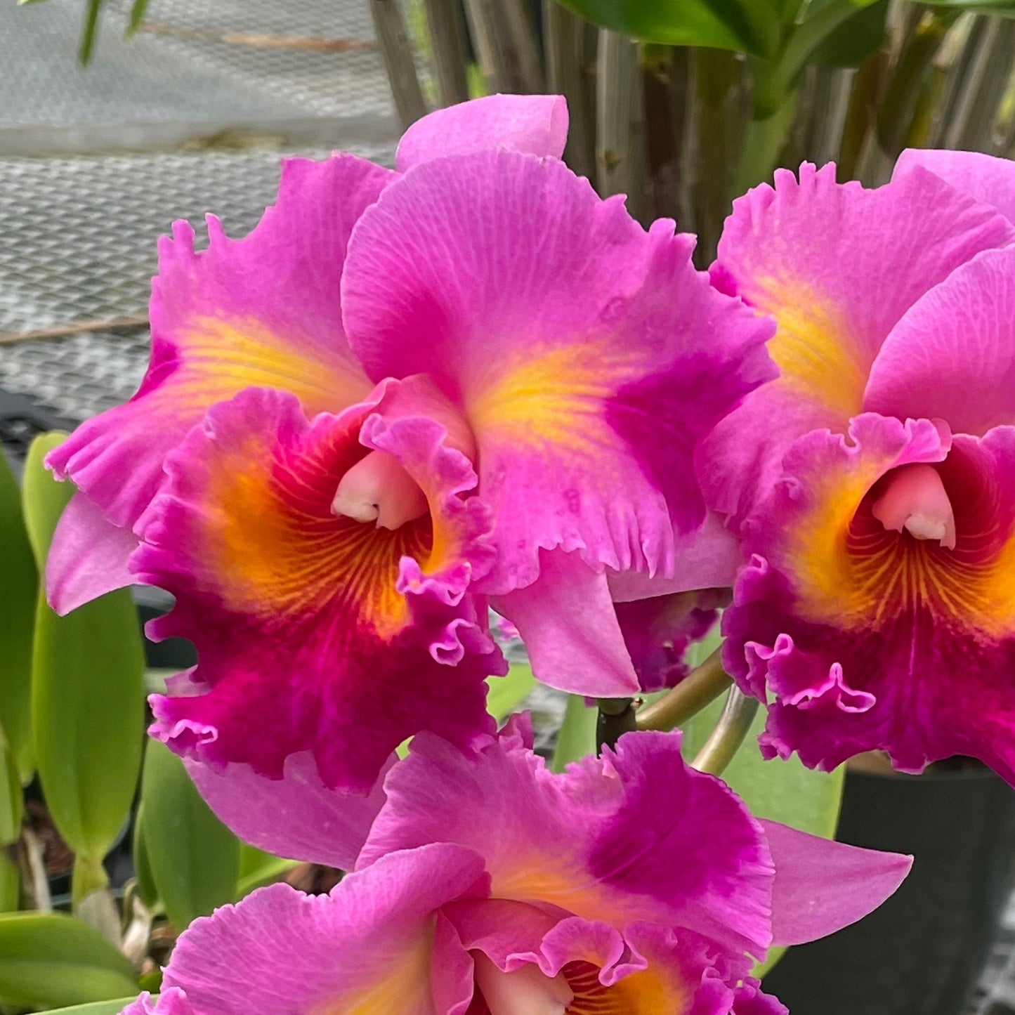 Rlc. Rita Garcia 'Volcano Queen' FLASK (Clone)