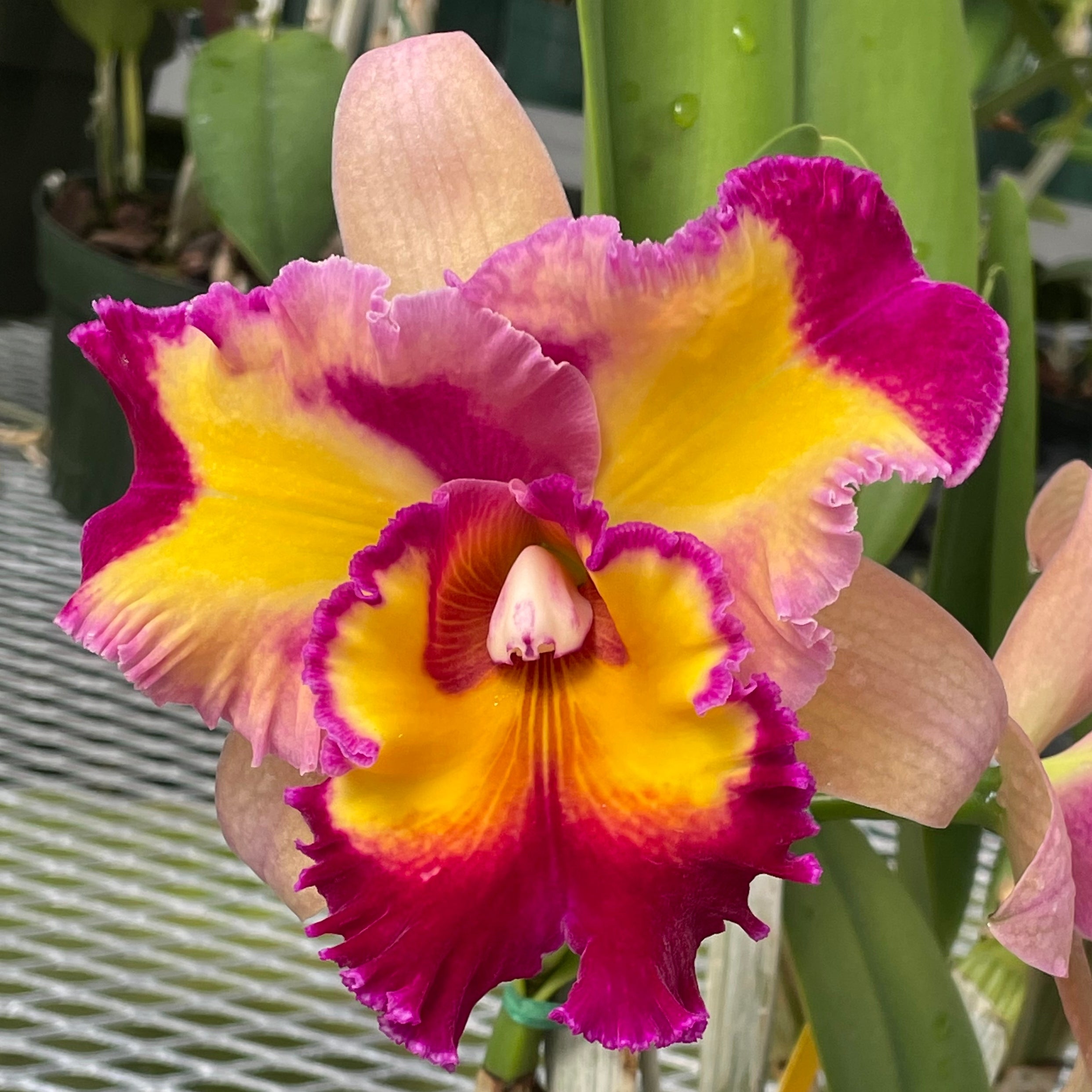 Rlc. Kilauea Sunrise 'Volcano Queen' FLASK (Cattleya Clone