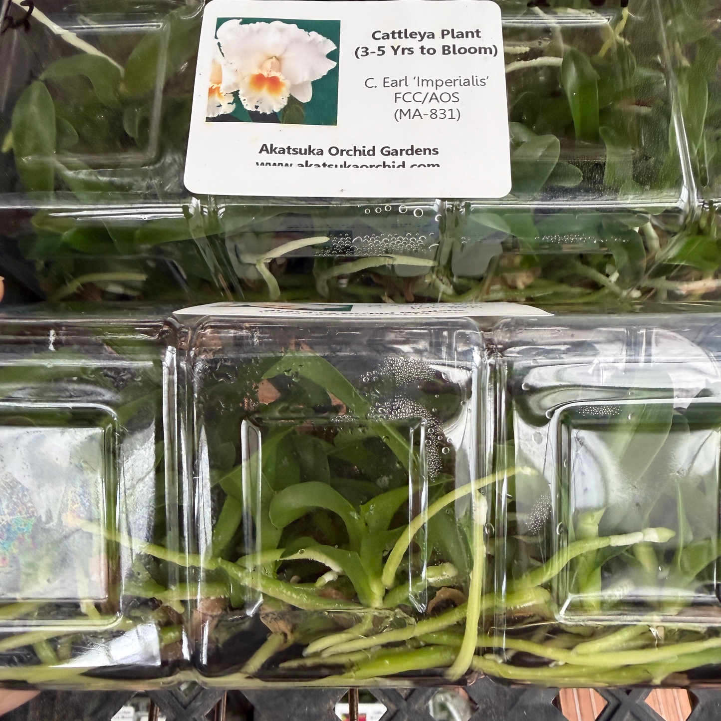 C. Earl 'Imperialis' FCC/AOS - FLASK (Clone)