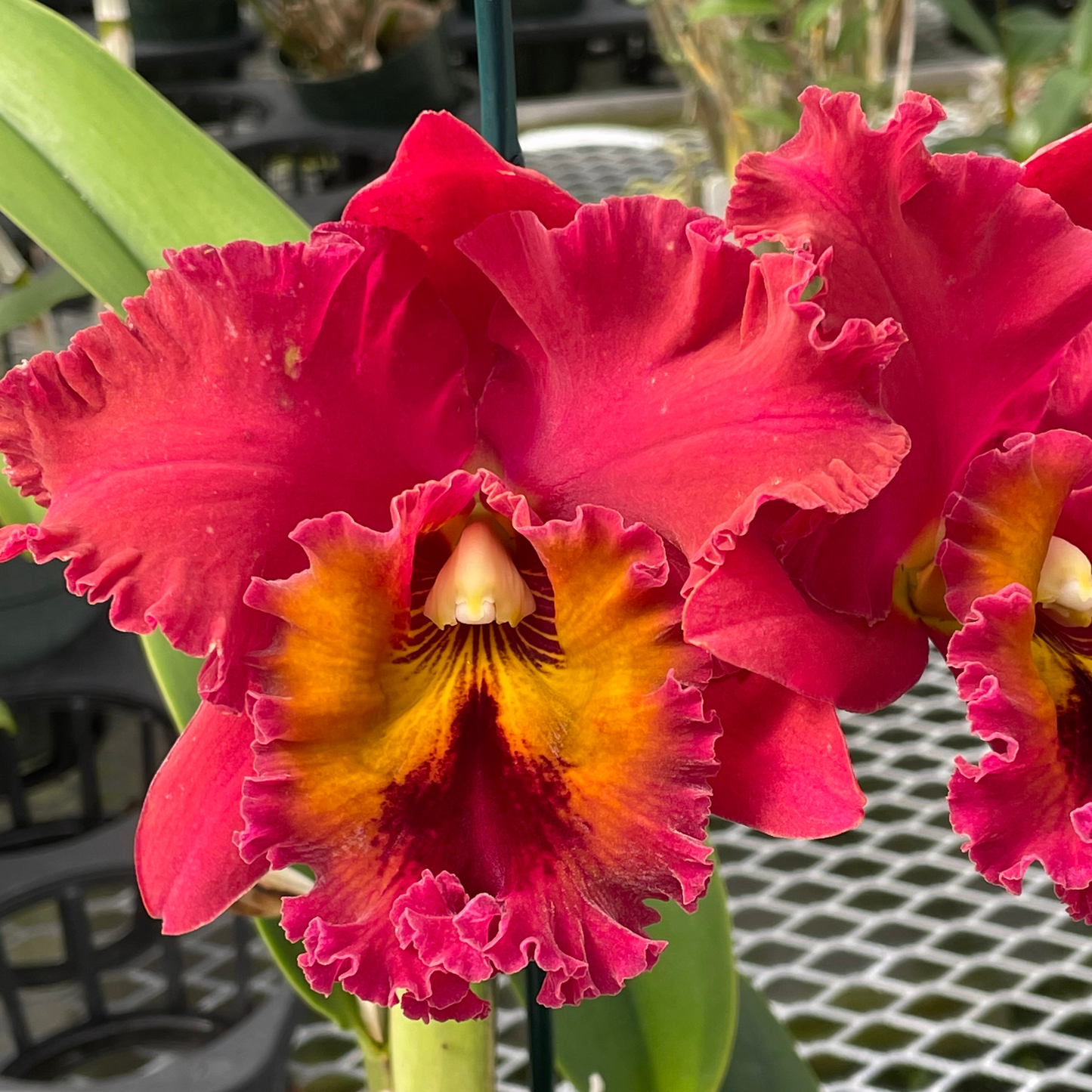 (Rlc. Taeko Tamaki x Rlc. Kyoko Takahashi) 'Volcano Queen' FLASK (Clone)