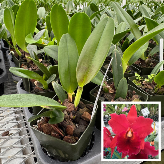 Rlc. Ayayusa 'Volcano Queen' (Starter-2.75" Pot)