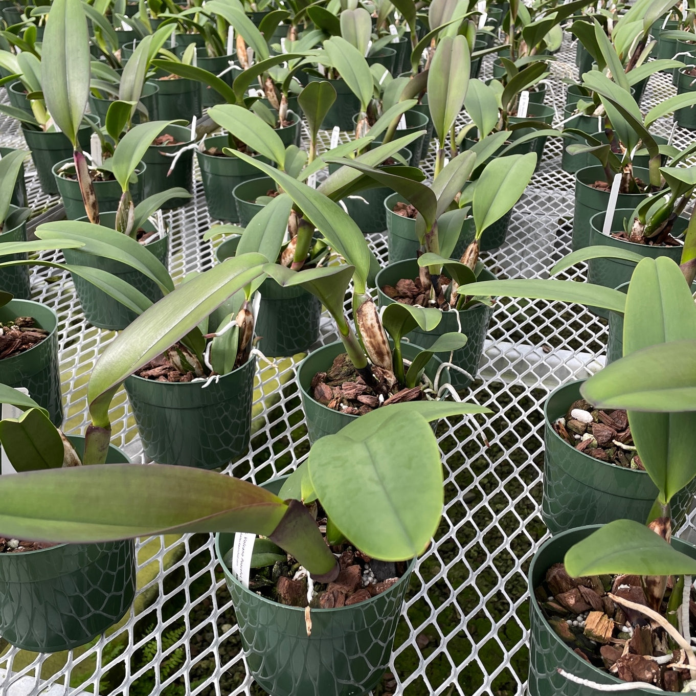 Rlc. Volcano Peaceful 'Volcano Queen' (5.5" Pot) - Not Blooming