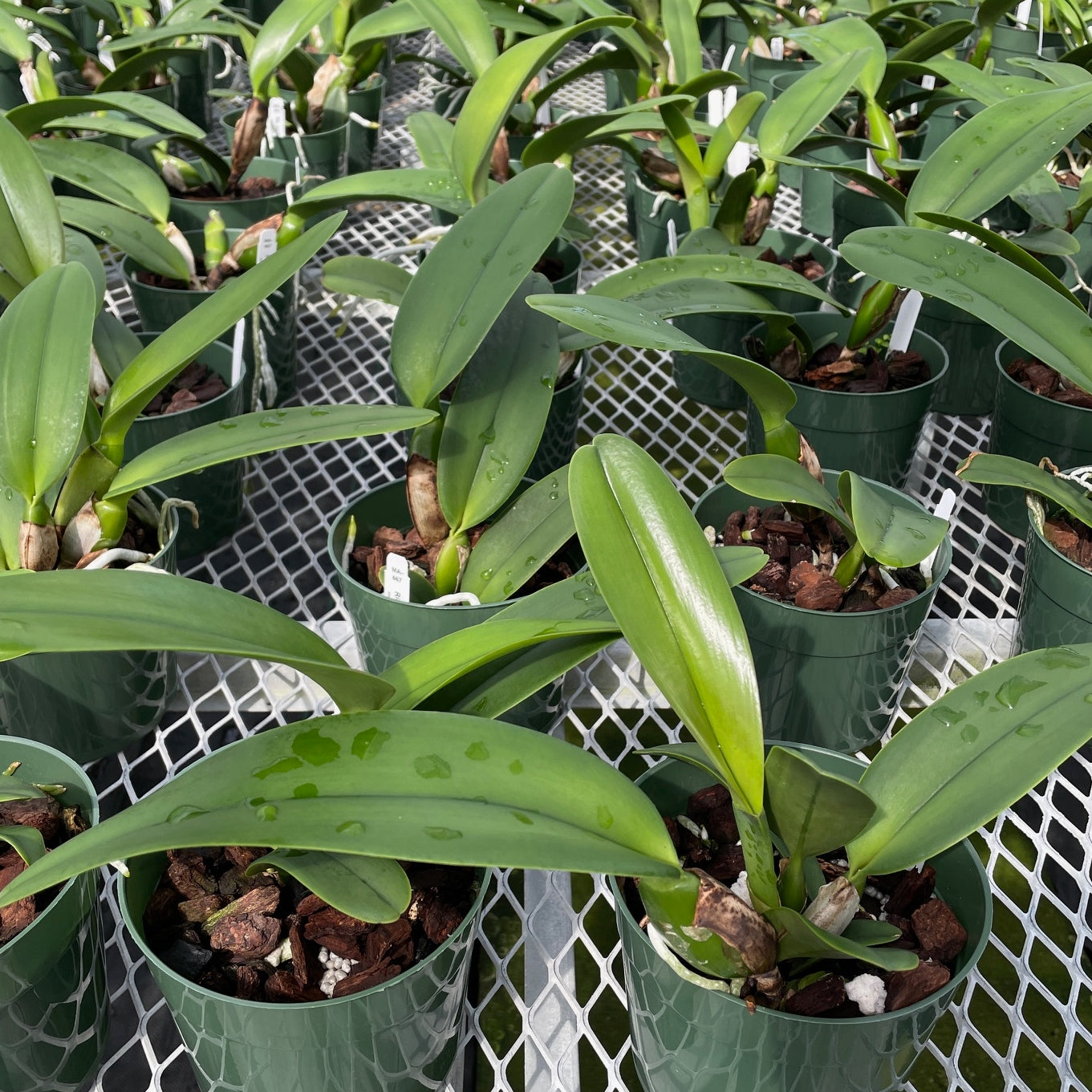 Rlc. Joy Sokabe 'Shining' (5.5" Pot) - Not Blooming