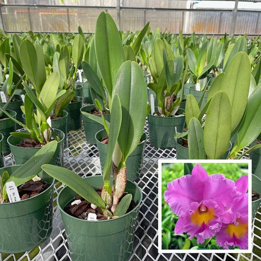 Rlc. Pink Empress 'Ju-sen' AM/AOS (5.5" Pot) - Not Blooming