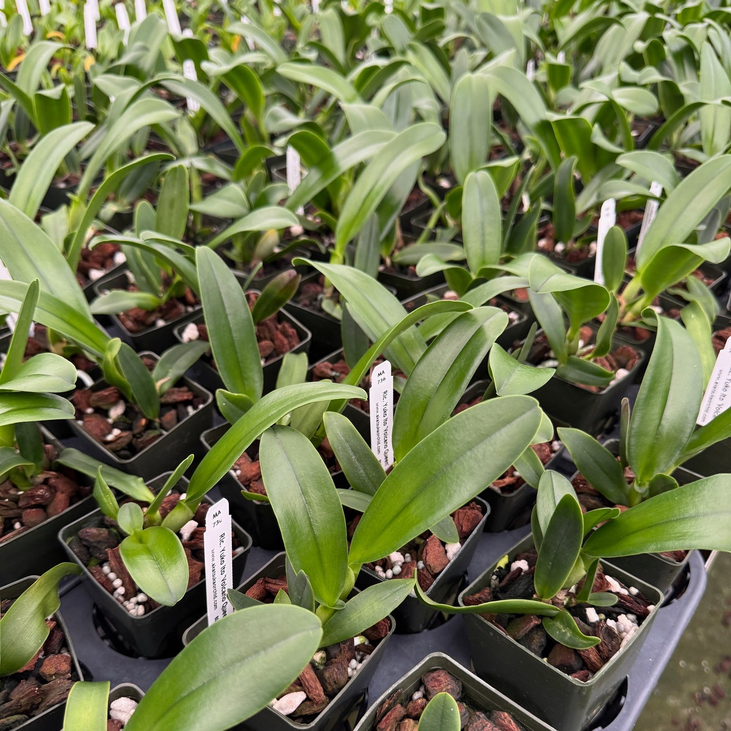 Rlc. Yuko Ito 'Volcano Queen' (Starter-2.75" Pot)