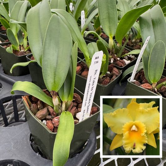 Rlc. Yuko Ito 'Volcano Queen' (Starter-2.75" Pot)