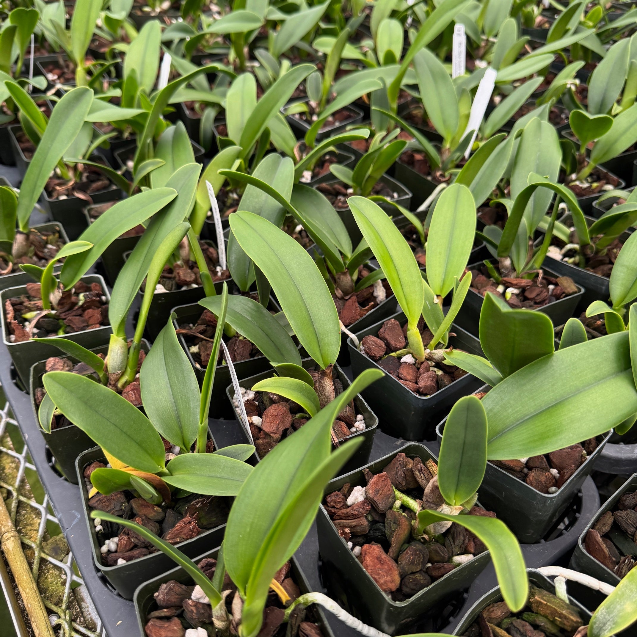 Rlc. Dick Smith 'Paradise' (Starter-2.75