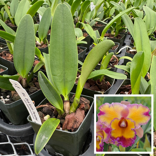 Rlc. Dick Smith 'Paradise' (Starter-2.75" Pot)