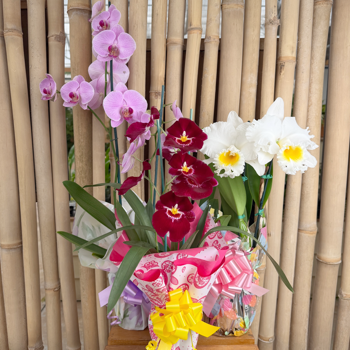 Spring Symphony Trio